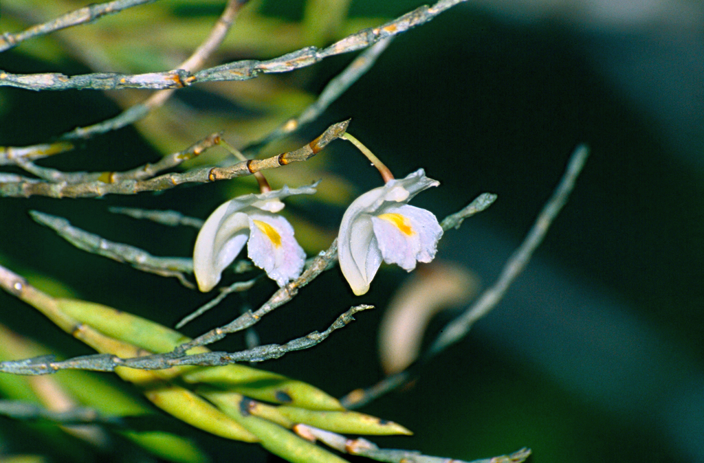 Dendrobium flexile