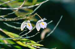 Dendrobium flexile