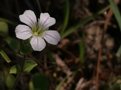 Caryophylleae