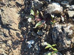 Claytonia multiscapa pacifica
