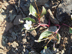 Claytonia multiscapa pacifica