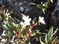 Claytonia multiscapa pacifica