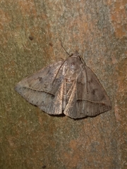 Argyrostrotis flavistriaria