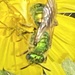 photo of Striped Sweat Bees (Agapostemon)
