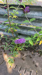 Buddleja davidii