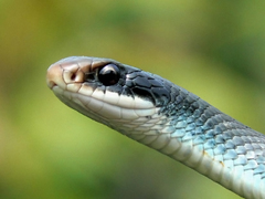 Coluber constrictor foxii