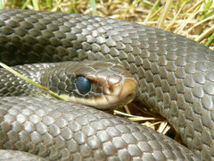 Coluber constrictor foxii