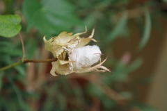 Gossypium