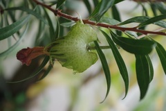 Gossypium