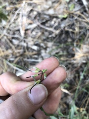 Boechera platysperma