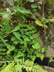 Lysimachia christiniae