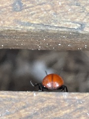 Leptinotarsa rubiginosa