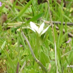 Ornithogalum baeticum