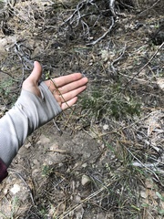 Boechera platysperma