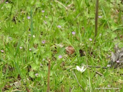 Ornithogalum baeticum