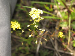 Rorippa brachycarpa