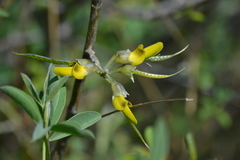 Anagyris foetida