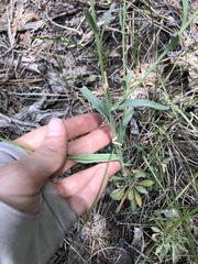 Boechera platysperma