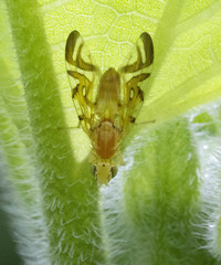 Strauzia longipennis