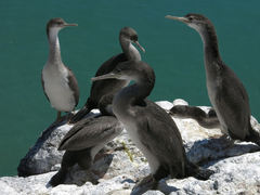 Phalacrocorax punctatus punctatus
