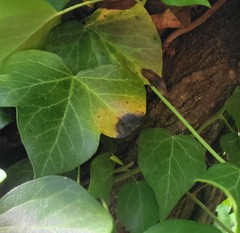 Colletotrichum trichellum