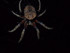 Araneus ventricosus