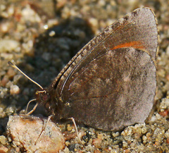 Erebia discoidalis