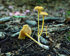 Entoloma unicolor