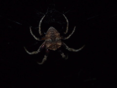 Araneus ventricosus