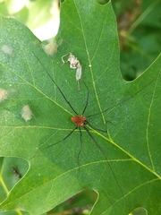 Leiobunum calcar