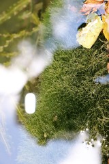 Riccia fluitans