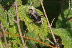 Bombus vandykei