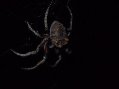 Araneus ventricosus