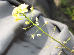 Rorippa brachycarpa