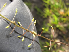 Rorippa brachycarpa