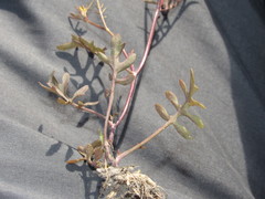Rorippa brachycarpa