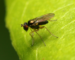 Chrysotus tarsalis