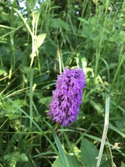 Anacamptis pyramidalis