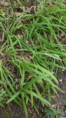 Carex hirtifolia