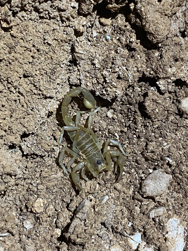 Beck's Desert Scorpion from Apple Valley, UT, US on July 15, 2021 at 10 ...