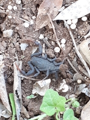 Hottentotta judaicus