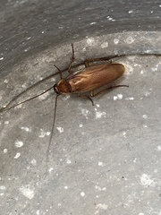 Shelfordella lateralis