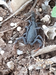 Hottentotta judaicus