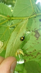 Harmonia axyridis