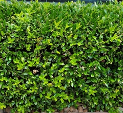 Ilex rotunda microcarpa