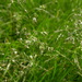 Smooth Meadow-Grass - Photo (c) Matt Lavin, some rights reserved (CC BY-SA)