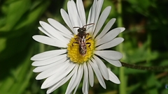 Nomada