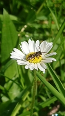 Nomada