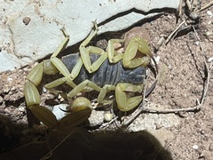 Hadrurus spadix