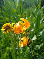 Lilium pardalinum wigginsii